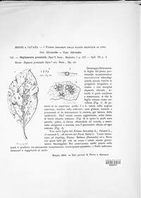 Didymella pomorum image
